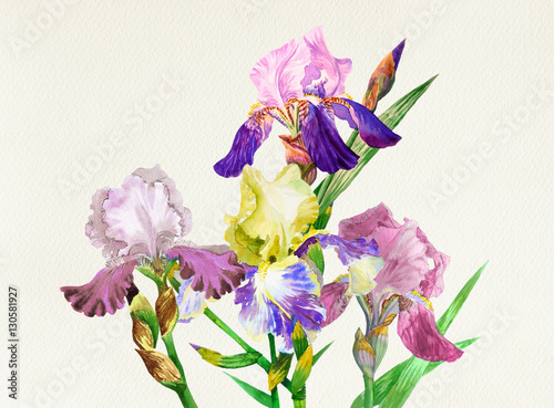 Obraz na płótnie Kolorowe irysy. Kwiaty w akwarela