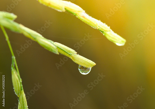 water drops on rice plant