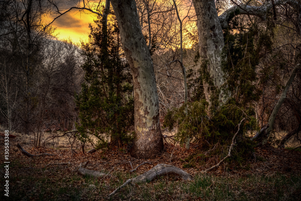 Obraz premium Trees at the National Forest at Sedona at sunset AZ, USA