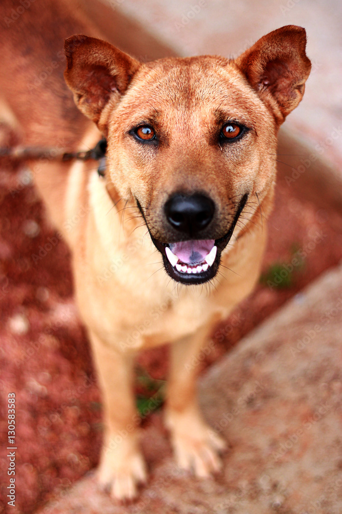 Dog playing outside smiles