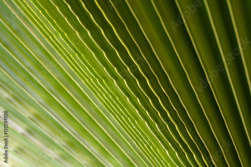 Palm leaf