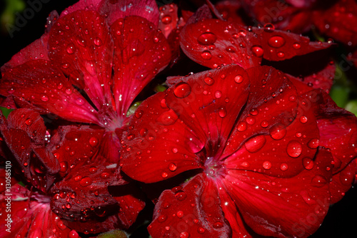 Fototapeta Naklejka Na Ścianę i Meble -  raindrops on a geranium at night, shallow focus