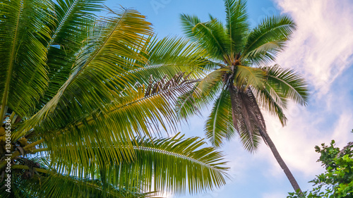 Coconat Palm on the Beach of Gam Island. Raja Ampat  Indonesia  West Papua