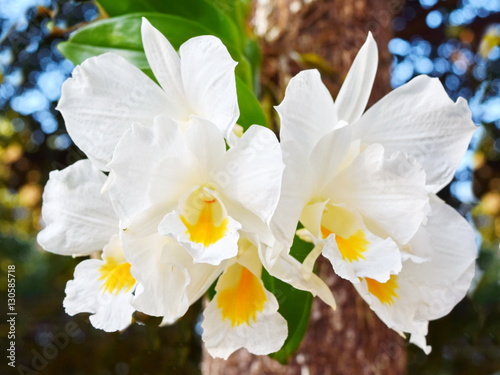 Dendrobium Formasum orchid