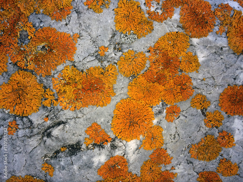 orange lichen on rock macro