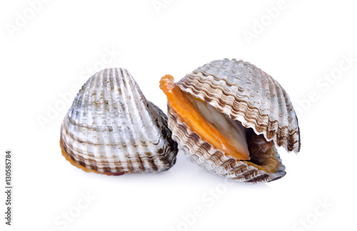 uncooked blood cockle or ark shell on white background