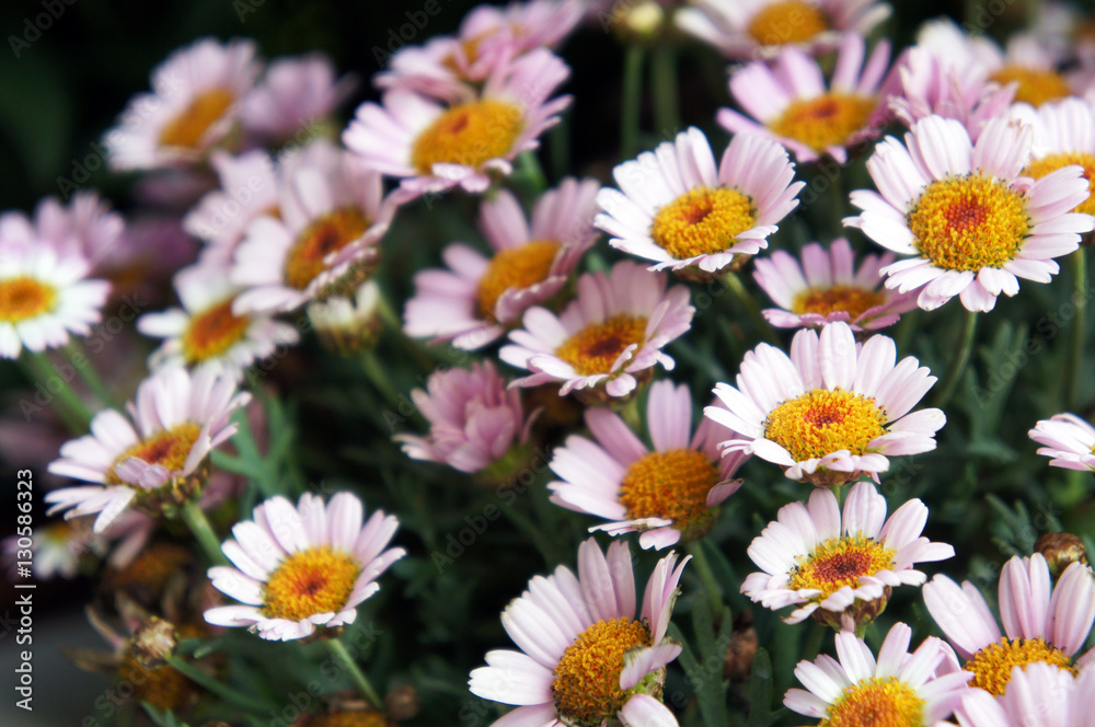 Many marguerite daisy or argyranthemum frutescens or dill daisy pink flowers with yellow 