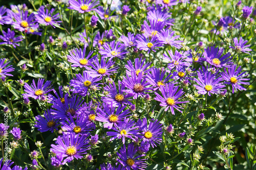 Many aster alpinus purple flowers  with green