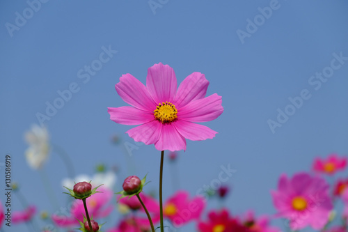 Beautiful pink flowers © thank8it