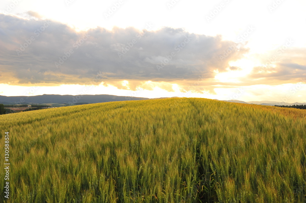 Sunset at Wheat Fields