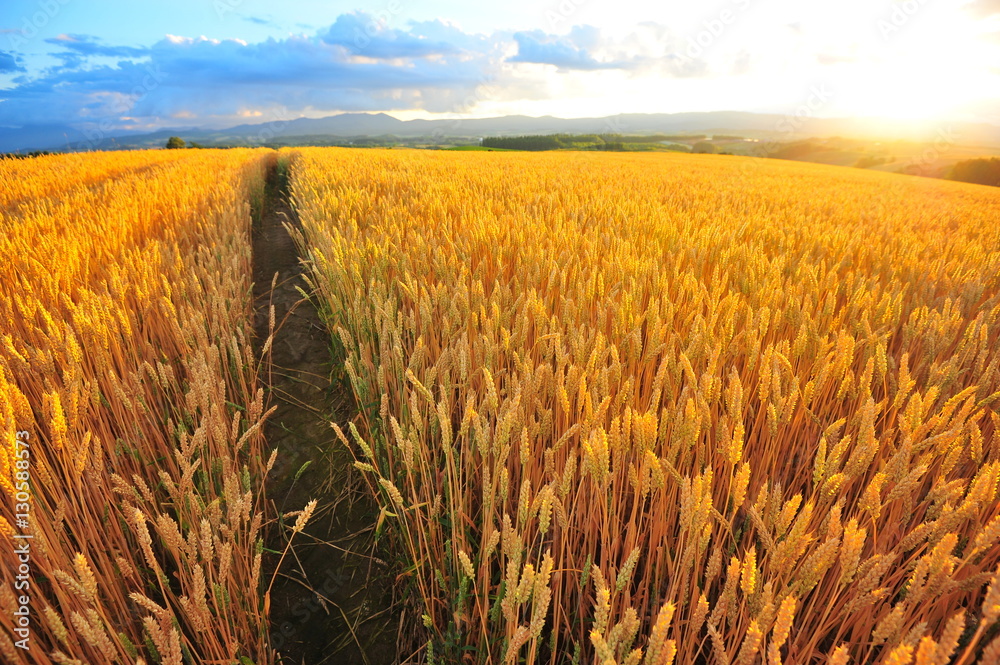 Fototapeta premium Sunset at Wheat Fields