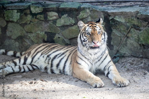 Fototapeta Naklejka Na Ścianę i Meble -  Bengal tiger