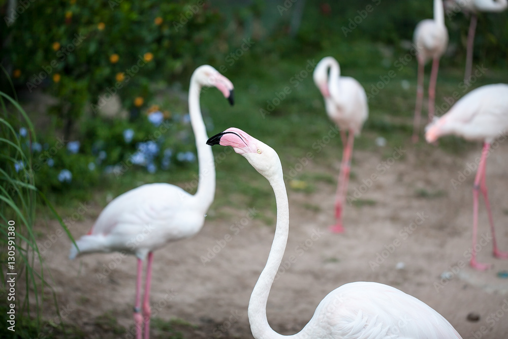 Obraz premium Flamingos