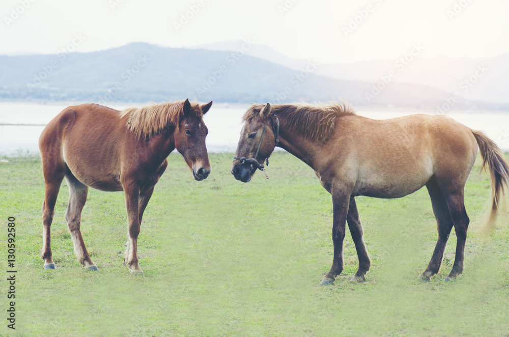 Obraz premium Couple of horse on a green meadow.