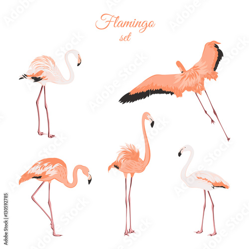 Set of isolated pink flamingos on white background. Exotic leggy birds in different postures. Detailed outline drawing. Flock of wading birds wildlife habitat. Vector design illustration.