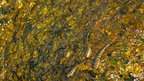 Rockskipper fish on the rock at the beach photo