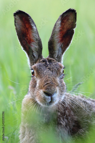 Portrait of the hare. © Jan