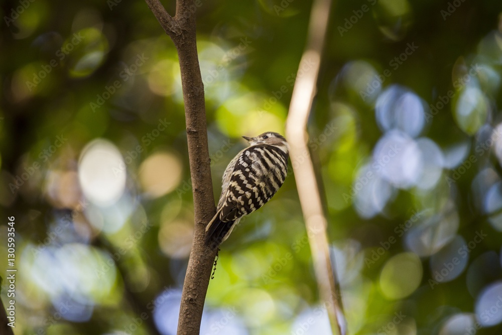 Japanese Pygmy Woodpecker (Yungipicus kizuki) Japanese Pygmy Woodpecker (Yungipicus kizuki)