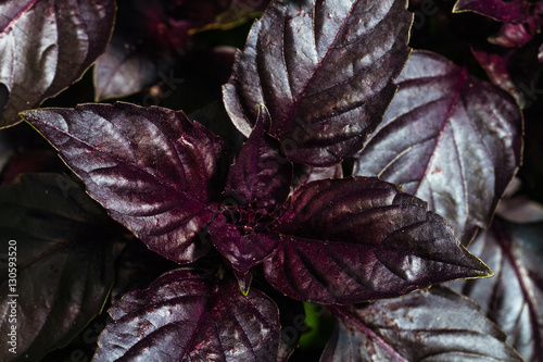 Fototapeta fresh ripe red basil