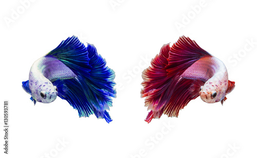 closeup beautiful fighting siam betta fish with isolate backgrou