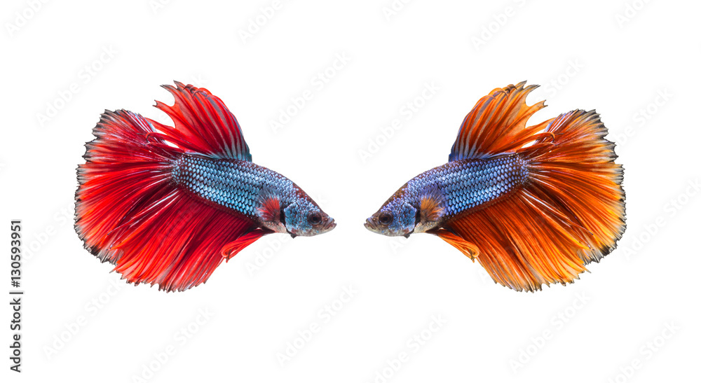 closeup beautiful fighting siam betta fish with isolate backgrou