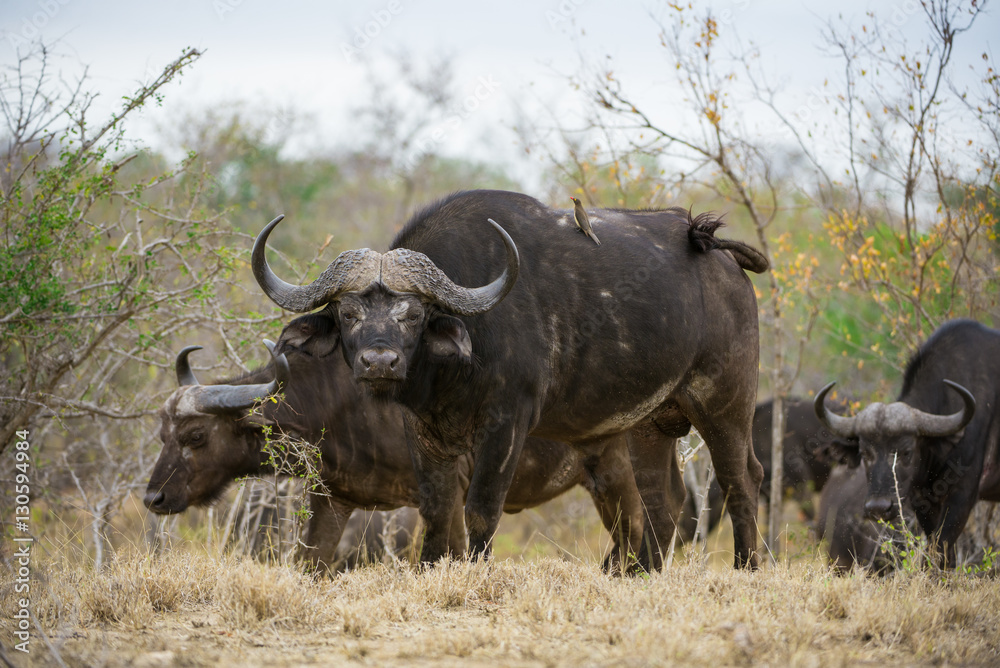 Buffalo with Ox-picker on back