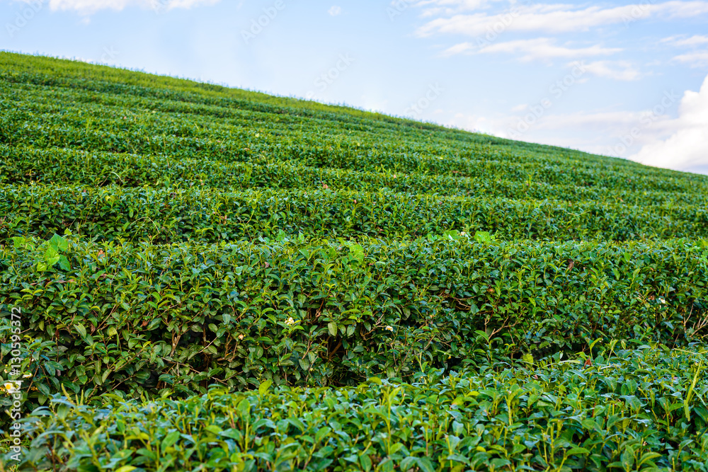 Green tea field with blue sky