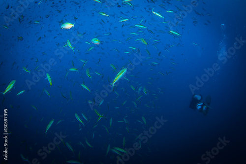 Diver on SS Thistlegorm