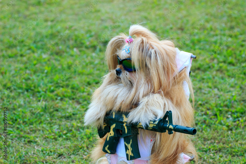 かわいいくてかっこいい サングラス シーズー 犬 銃とギターを構える Stock Photo Adobe Stock