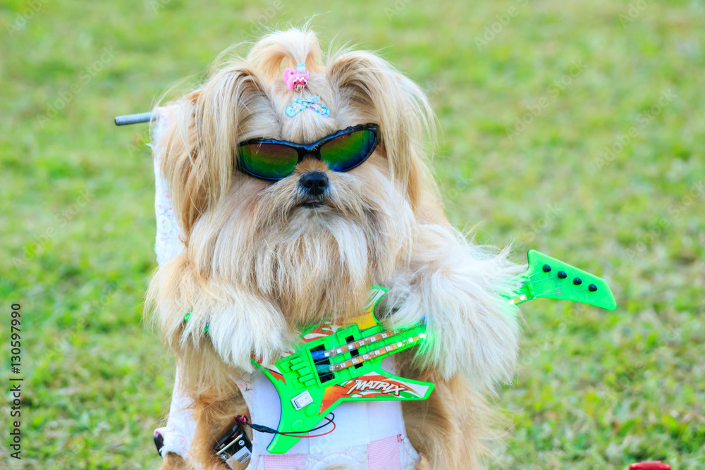 かわいいくてかっこいい サングラス シーズー 犬 銃とギターを構える Stock Foto Adobe Stock