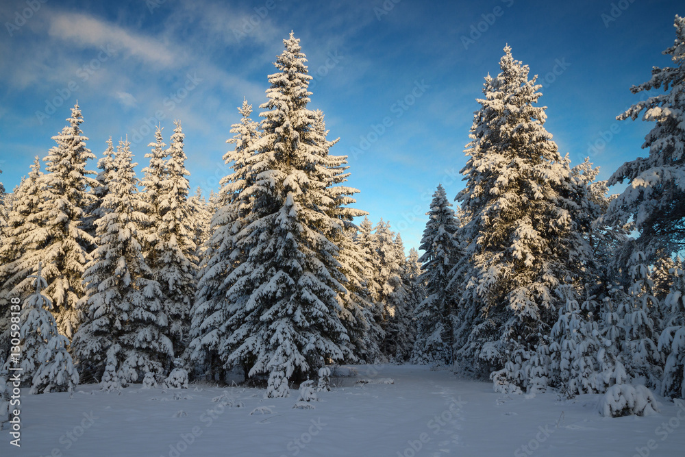 winter coniferous forest covered with snow in sunny day winter coniferous forest covered with snow in sunny day