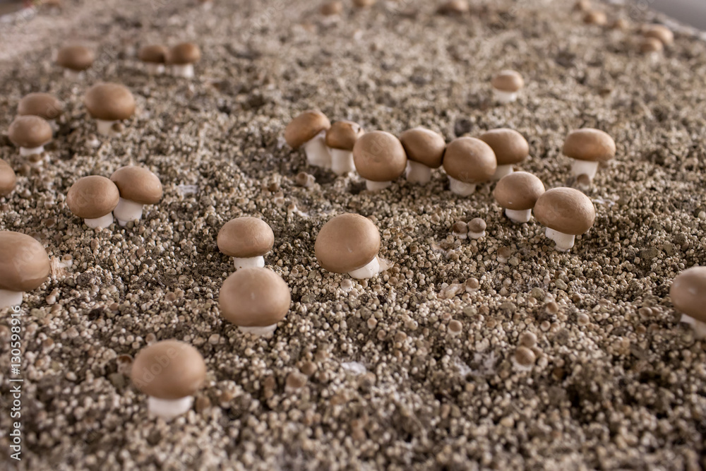 Mycelium Mushrooms champignons Mycelium Mushrooms champignons