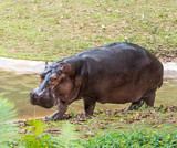 Sparring Hippos in zoo