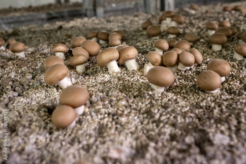 Mycelium Mushrooms champignons