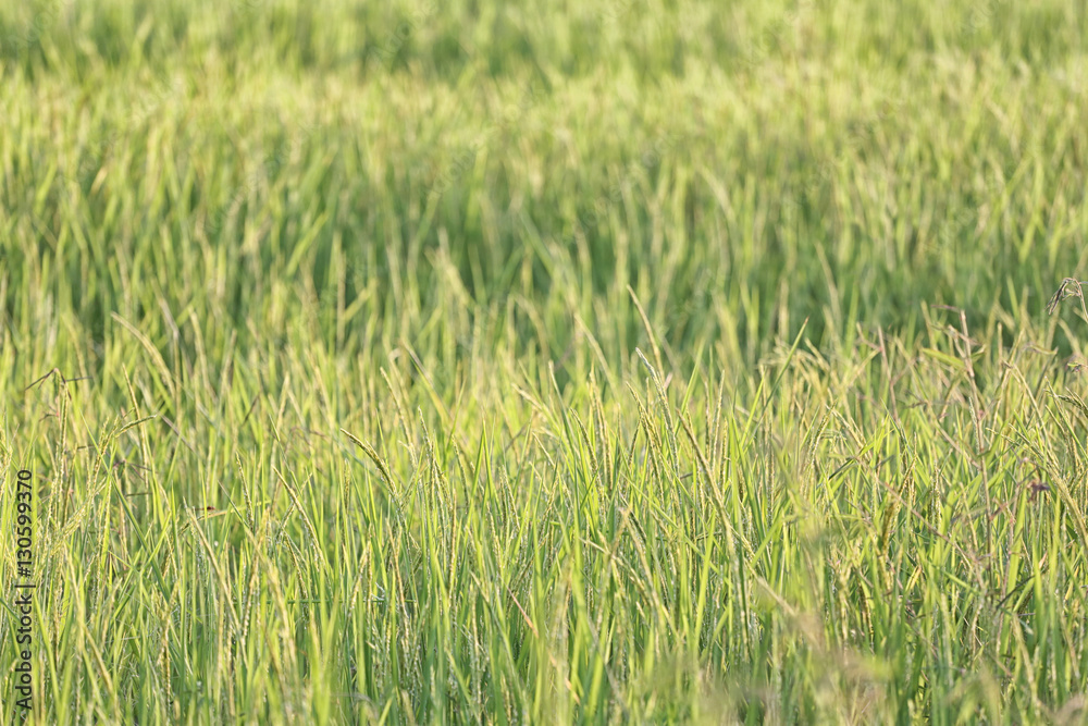 Fototapeta premium Rice plant near harvest time and evening sunlight.