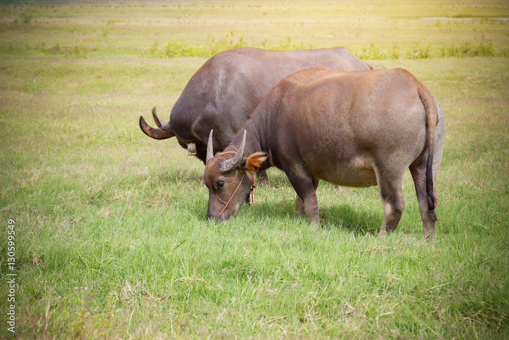 Thai buffalo eating in the grass field with sunlight glare