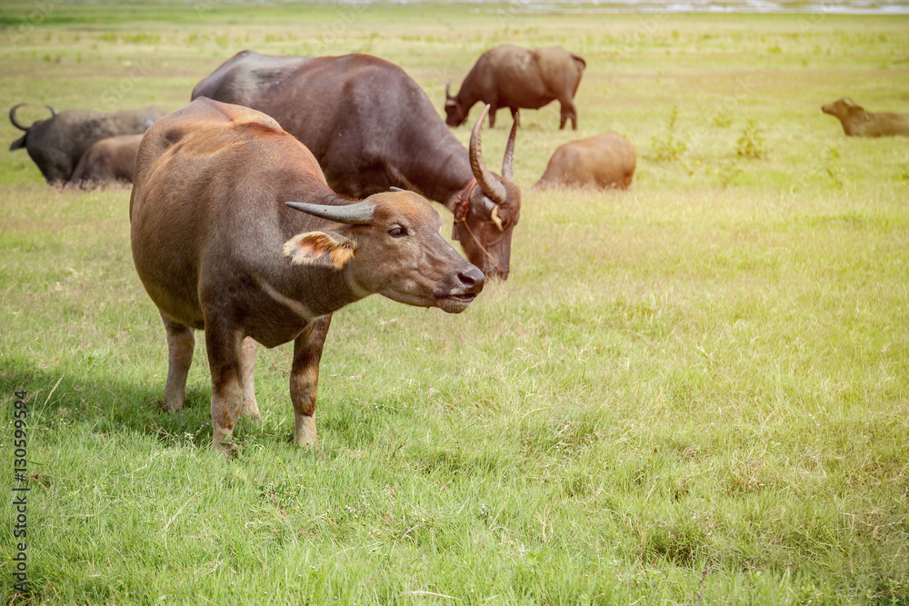 Thai buffalo eating in the grass field with sunlight glare Thai buffalo eating in the grass field with sunlight glare