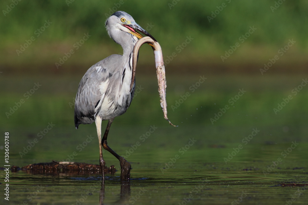 Obraz premium Grey Heron (Ardea cinerea) and the eel with green bush in the blurred background.