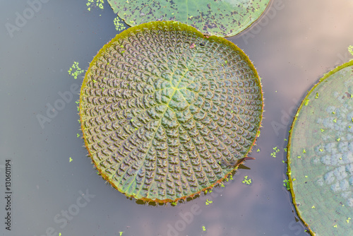 Huge floating lotus(Giant Amazon water lily,Victoria amazonia) l