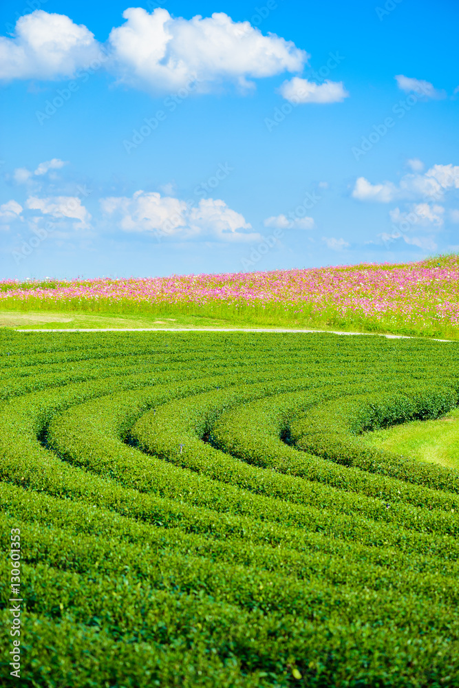 Cosmos Fields and Green tea field with blue sky