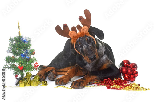 young beauceron and christmas