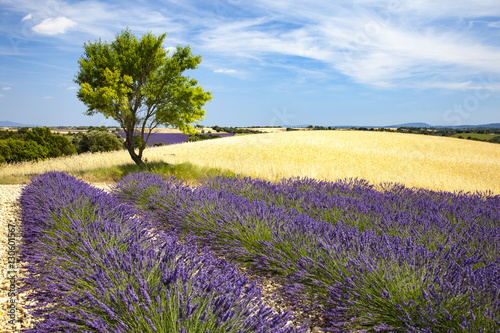 Lavenders in Provence