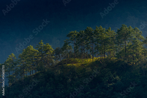 View of Forest on moutain in the north of Thailand. Doi Angkhang, Chiangmai,Thailand. 