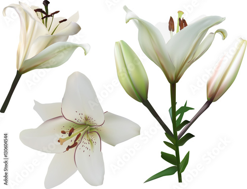 isolated white lily flowers set