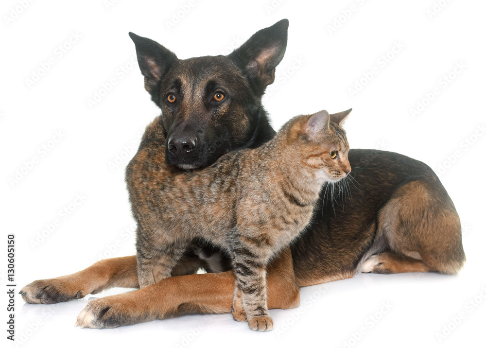 belgian shepherd malinois and cat