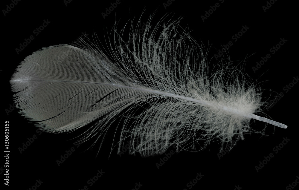 grey isolated on black fluffy feather