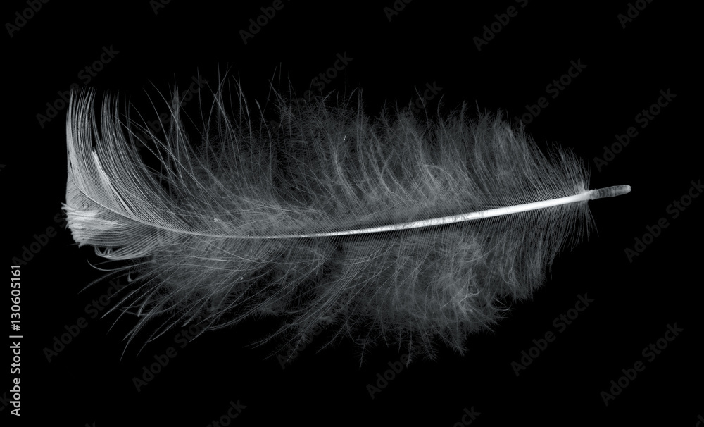 single light feather isolated on black single light feather isolated on black