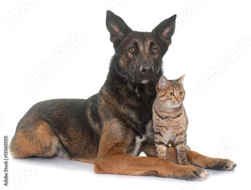 Fototapeta Naklejka Na Ścianę i Meble -  belgian shepherd malinois and cat