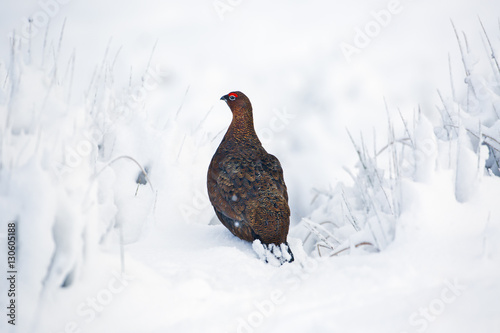 Red Grouse Lagopus scoticus in snow on moorland top in the Yorkshire Dales photo