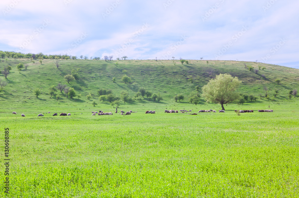 sheep on the green meadow